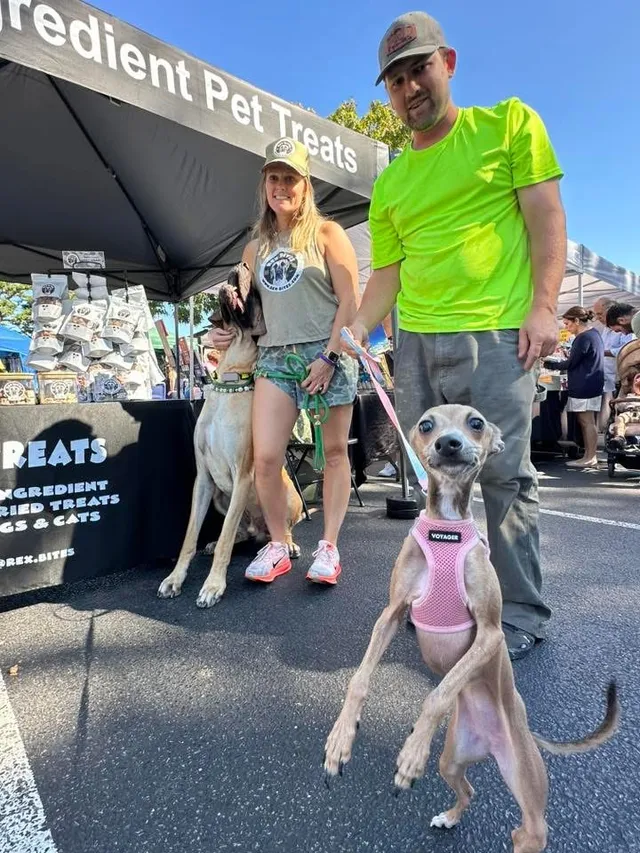 Rex and a little Italian greyhound in a pink harness standing up to say hi at the Rex Bites tent