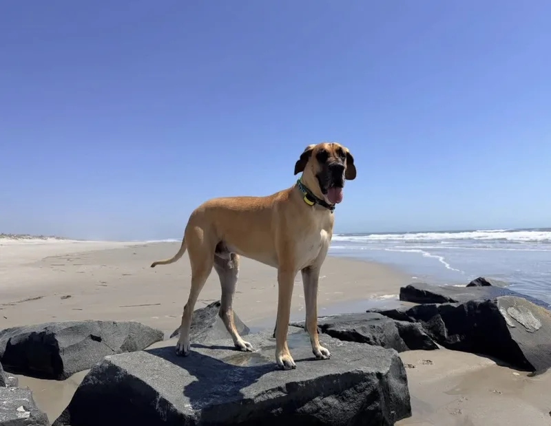 Rex the Great Dane standing on a jetty rock at the beach